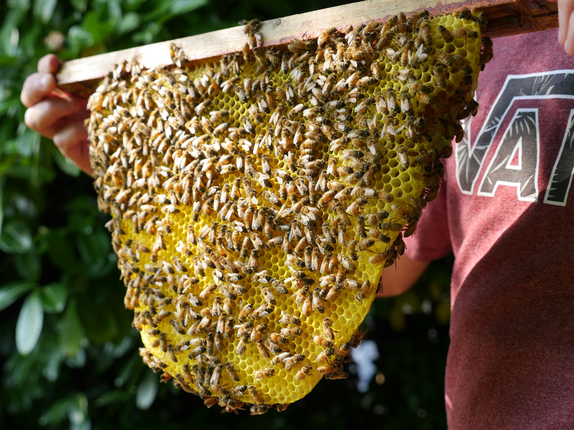 Close-up of a Man Holding a Honeycomb with Bees