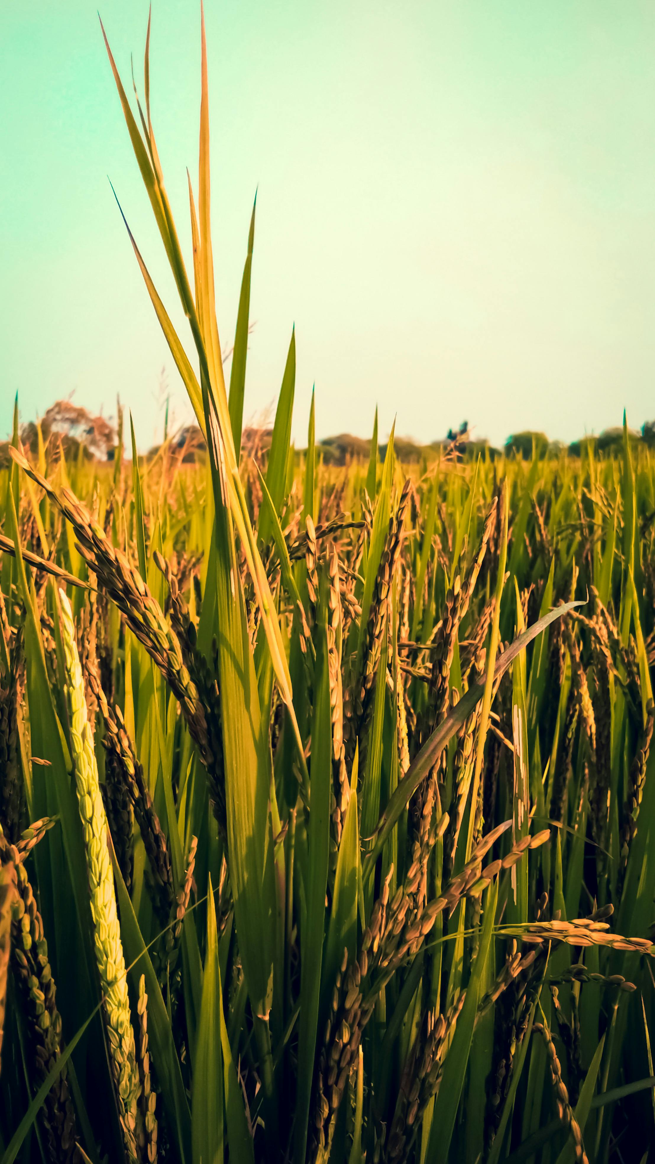 Foto Stok Gratis Tentang Alam Dapatkan Vertikal Sawah