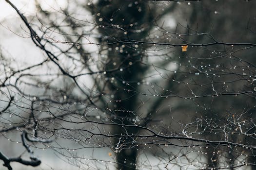 Close-up of dew droplets on bare branches in winter, capturing the serene beauty of nature.