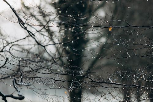 Free Close-up of dew droplets on bare branches in winter, capturing the serene beauty of nature. Stock Photo