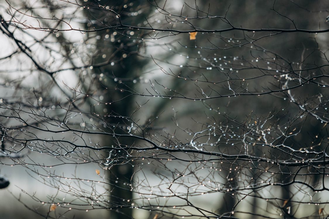 Tree Branches Raining Raindrops on a Branch of a Tree · Free Stock Photo
