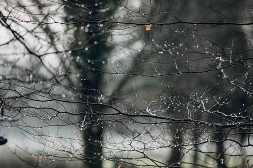 Free Captivating image of rain-drenched branches with glistening droplets in a tranquil, misty forest setting. Stock Photo