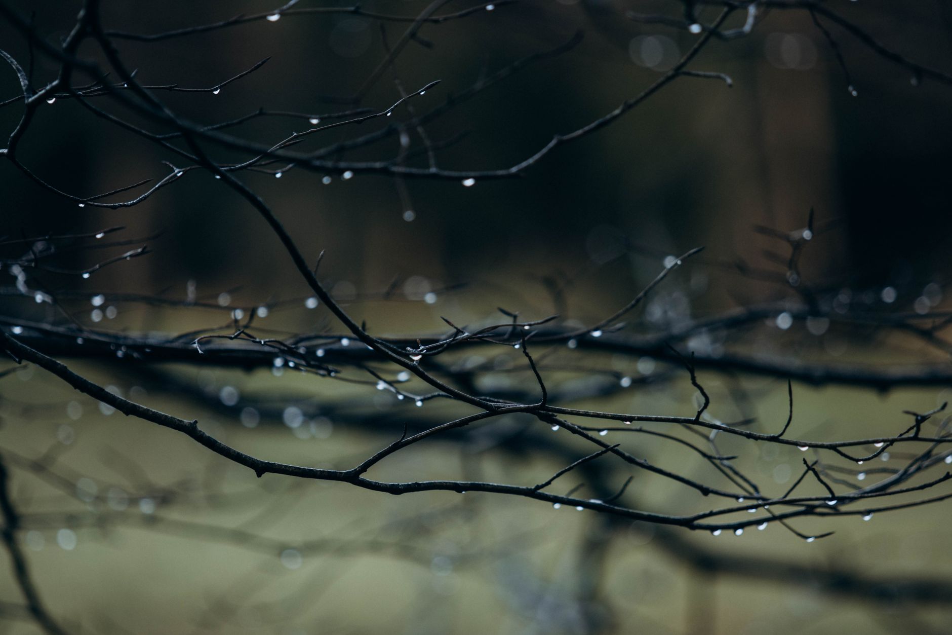 Detailed image of raindrops on bare branches, capturing the essence of rainy weather and tranquility.