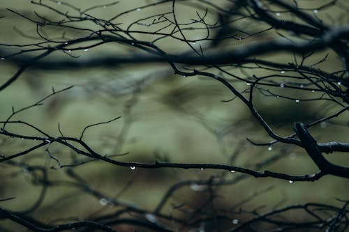 Leafless Tree Branches Wet with Rain