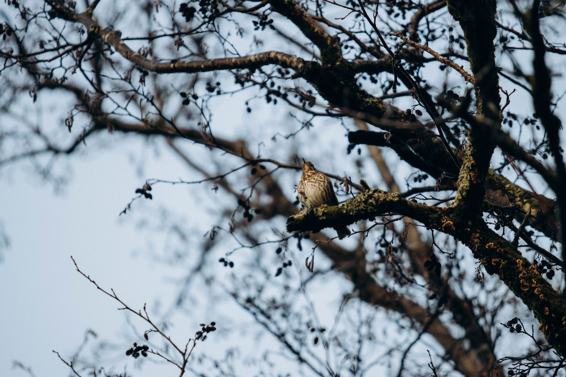 Trush Bird on a Tree