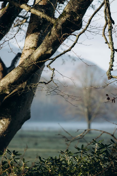 Trees in a Mountain Valley 