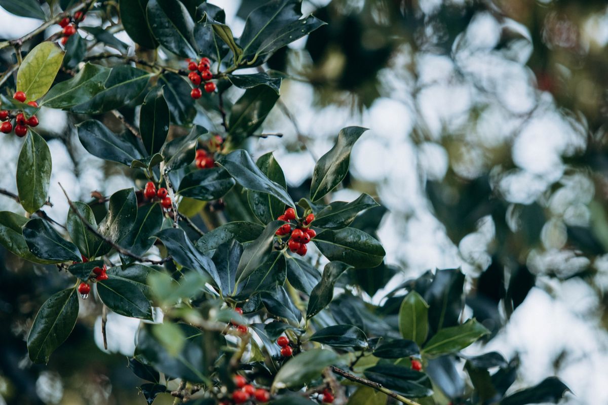 Oklahoma state flower mistletoe with red berries on a tree branch