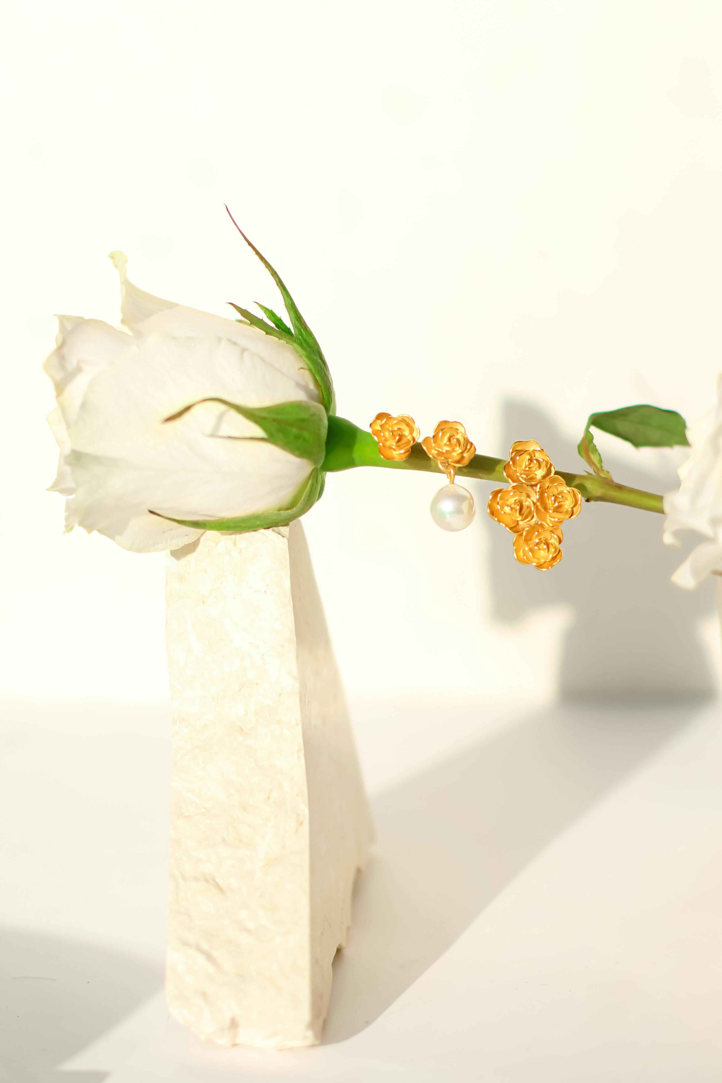 Shaun White Photos, Download The BEST Free Shaun White Stock Photos