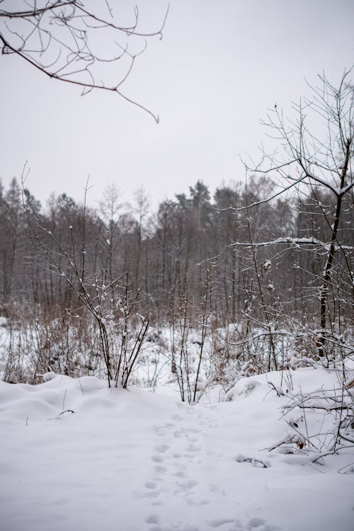 Kostenloses Stock Foto zu bäume, kalt, natur