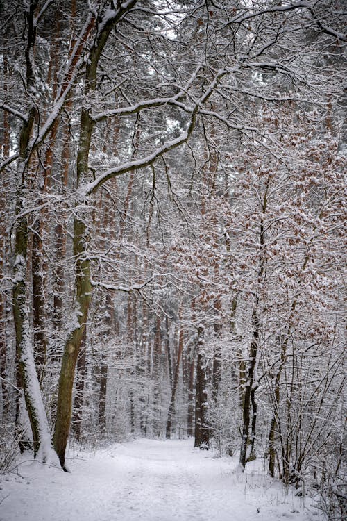 View of a Snowy Footpath in a Forest 