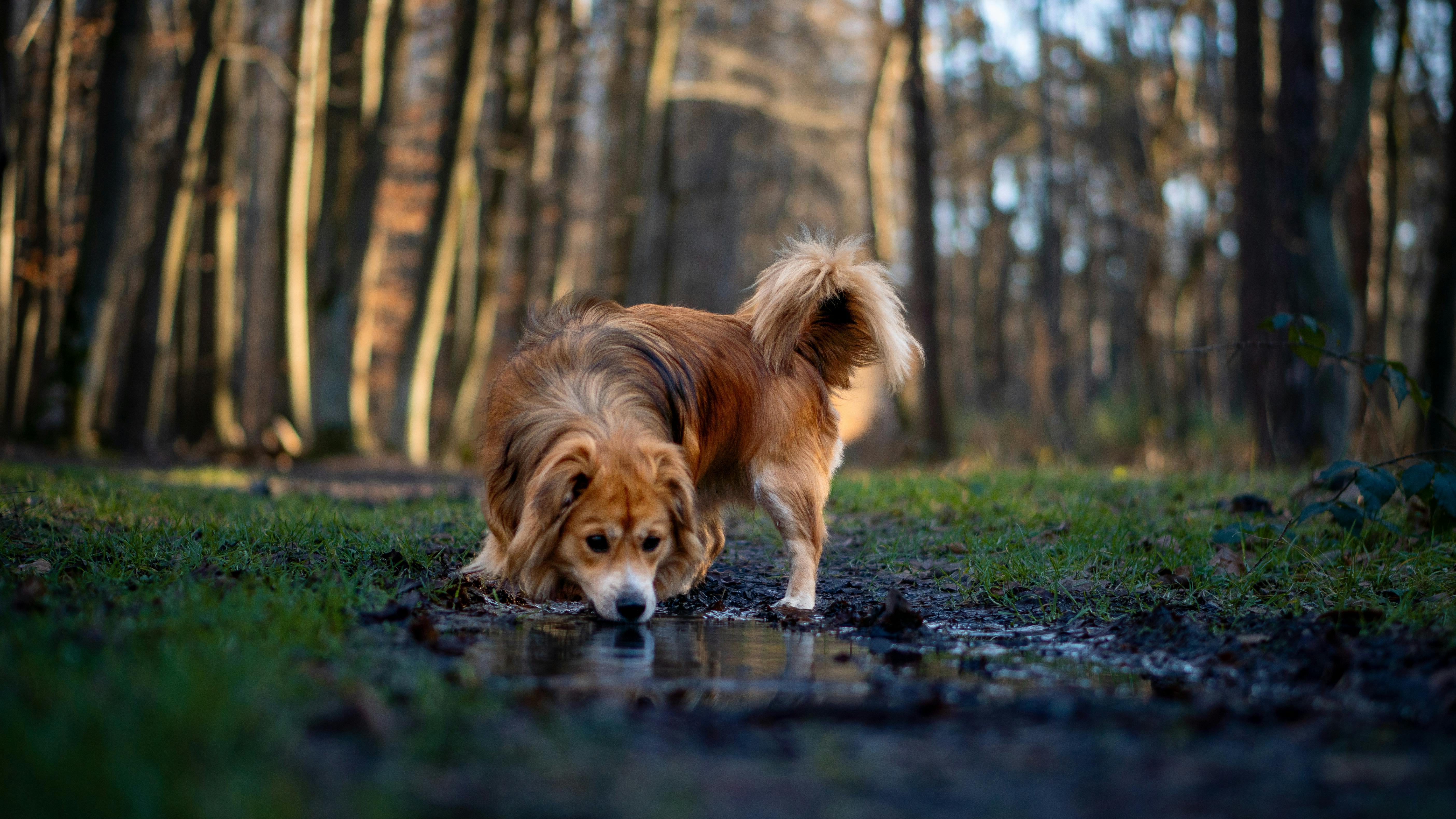 How To Keep Artificial Grass Clean From Dog Urine