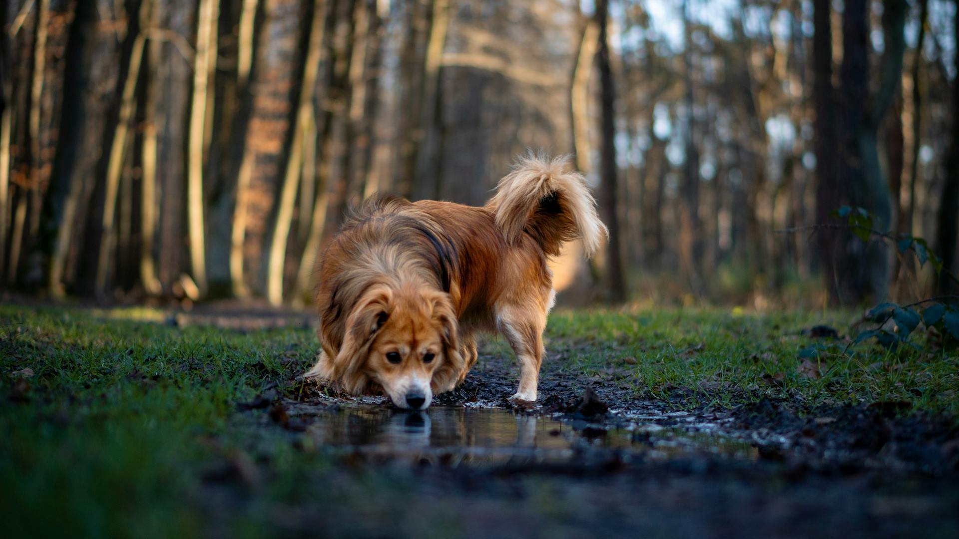 A Domestic Dog Drinking Water from a Puddle in a Forest