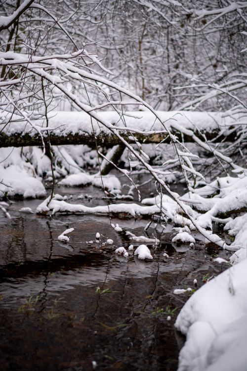 Free Capture serene winter beauty with a snow-covered stream in a tranquil forest setting. Stock Photo