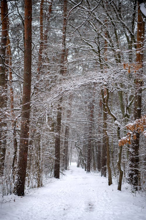 View of a Snowy Footpath in a Forest 