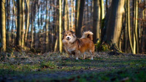 動物攝影, 國內, 棕色的狗 的 免費圖庫相片