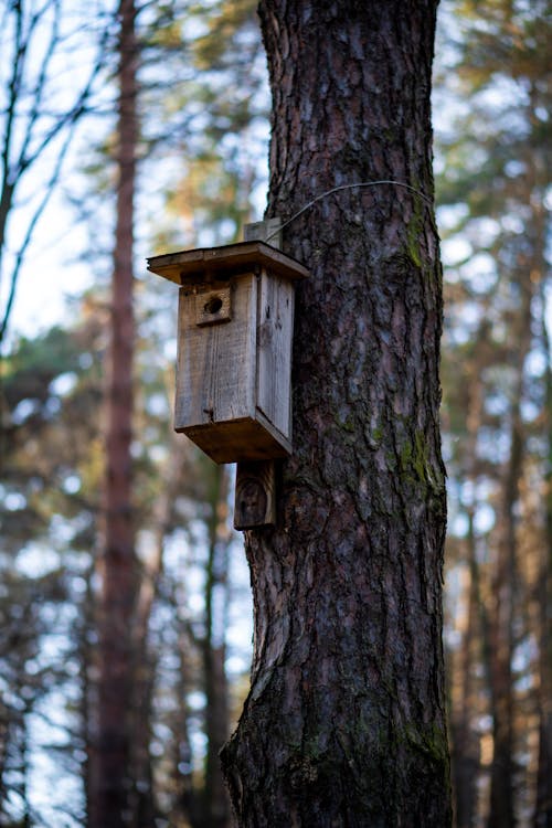 Бесплатное стоковое фото с вертикальный выстрел, гнездо, дерево