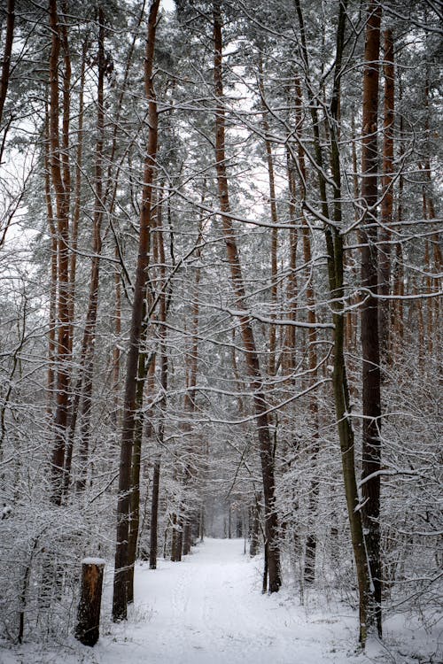 ağaçlar, buz tutmuş, dallar içeren Ücretsiz stok fotoğraf