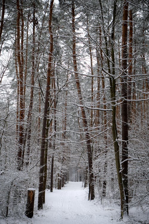 View of a Snowy Footpath in a Forest 