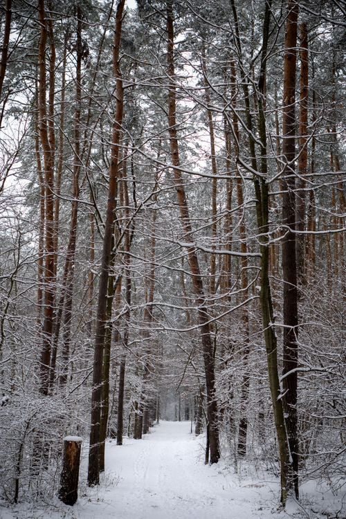 Free A tranquil snowy forest path surrounded by tall trees in winter, perfect for nature lovers. Stock Photo