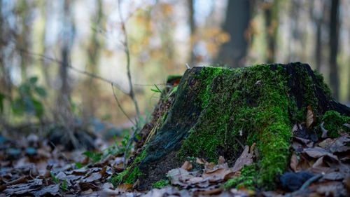 Free A close-up view of a moss-covered tree stump in Niepołomice Forest during fall. Stock Photo