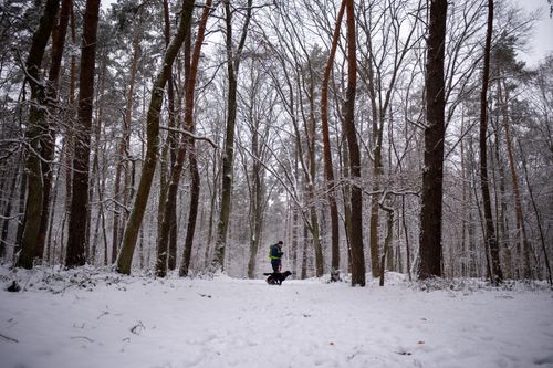 Free A person walking a dog through a snowy forest in winter, surrounded by tall trees. Stock Photo