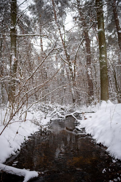 View of a Puddle in a Snowy Forest