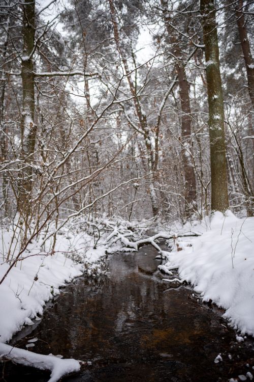 Free A serene snowy creek flows through a winter forest in Niepołomice, Poland, framed by snow-laden trees. Stock Photo