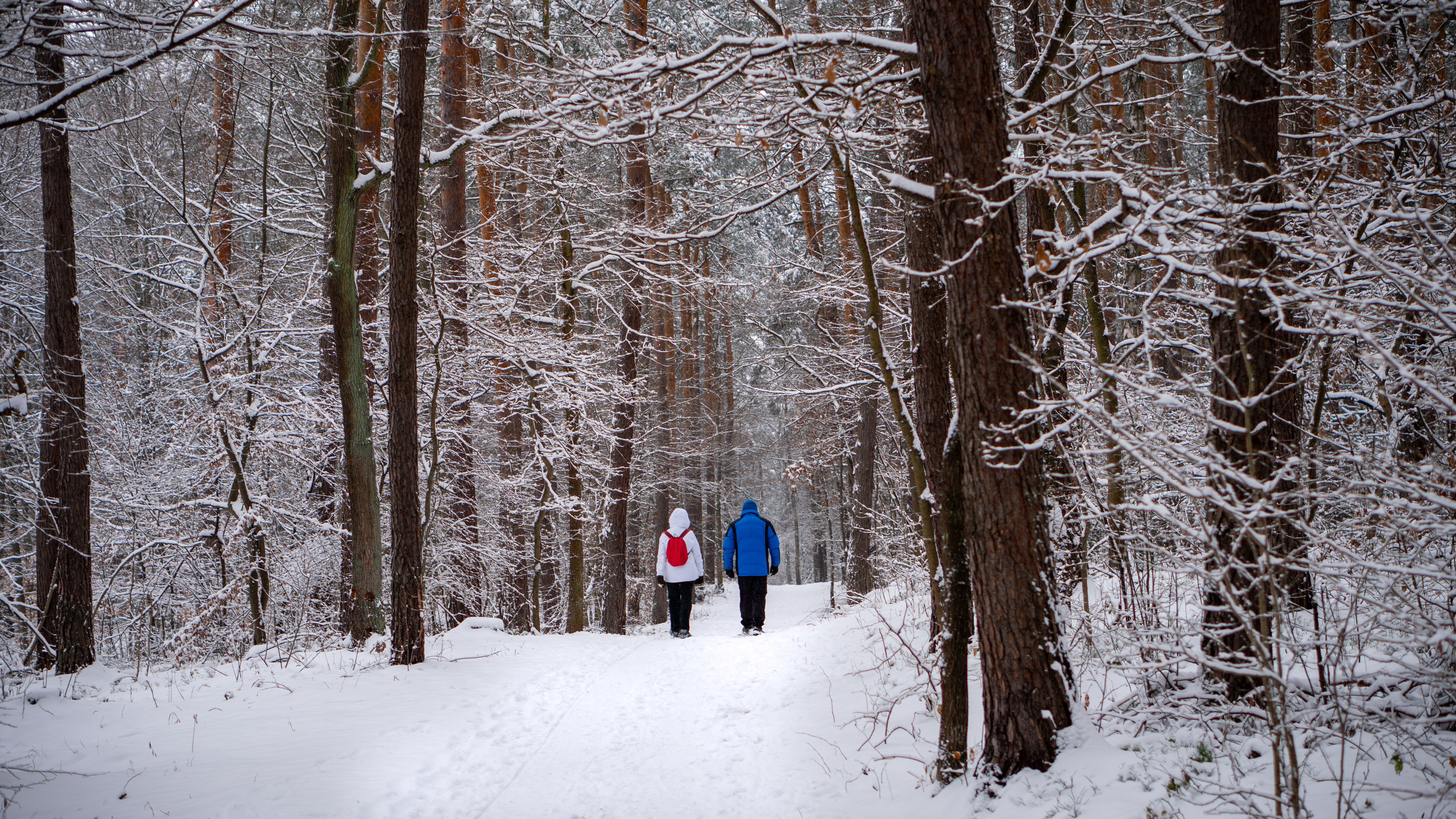 Back View of People Walking in a Snowy Forest · Free Stock Photo