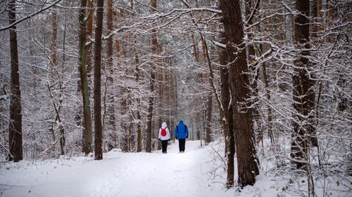 Free Two people walking through snowy Niepołomice Forest during winter. Stock Photo