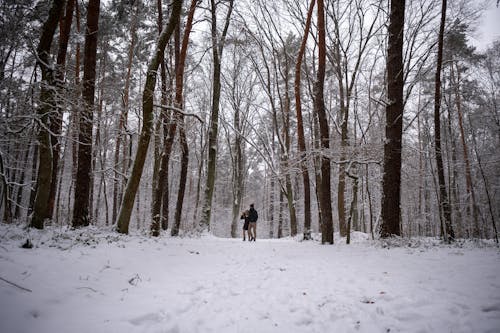View of People Walking in a Snowy Forest