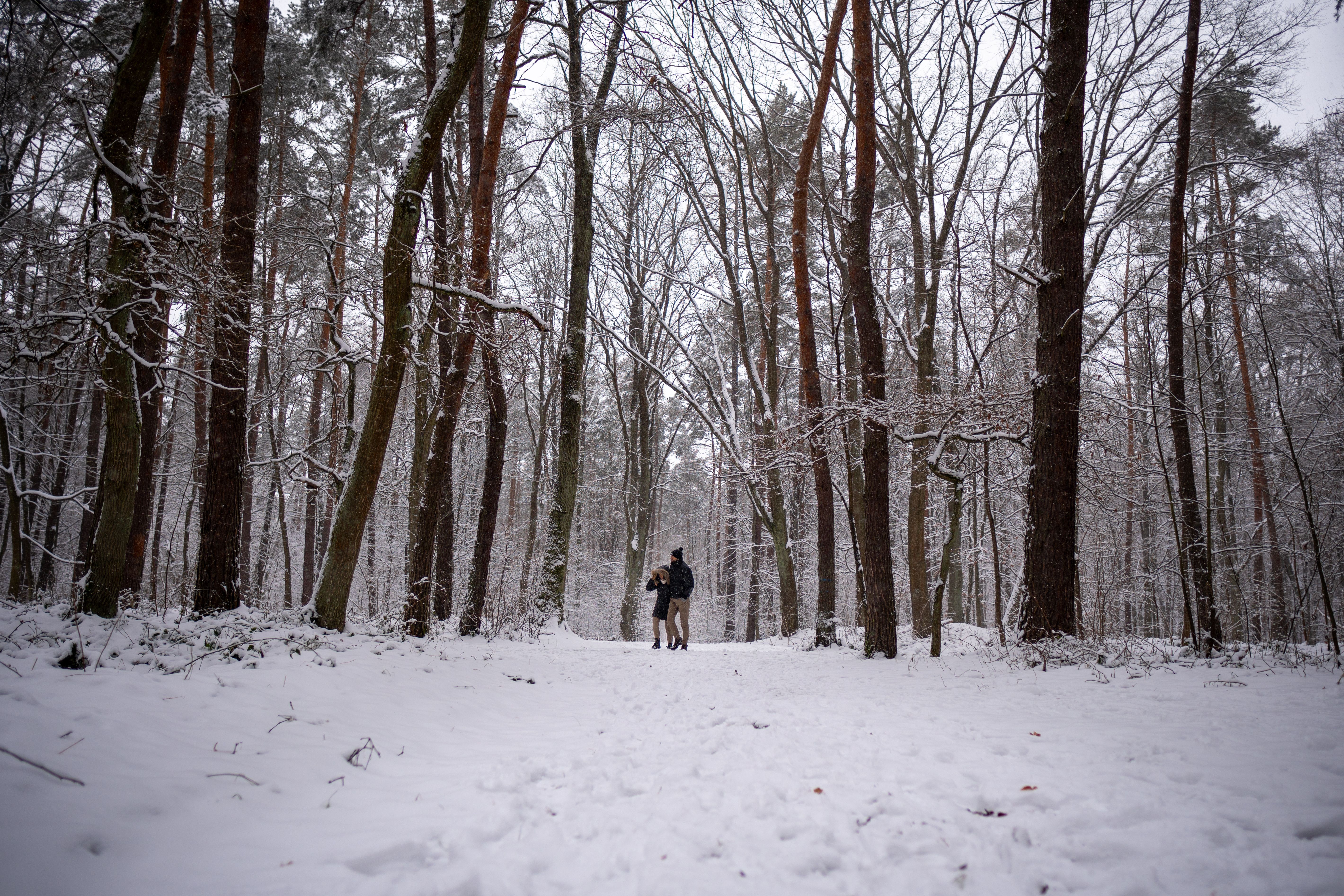 A person walking through a snowy forest · Free Stock Photo