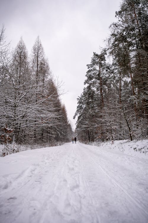 Foto d'estoc gratuïta de arbres, bosc, boscos