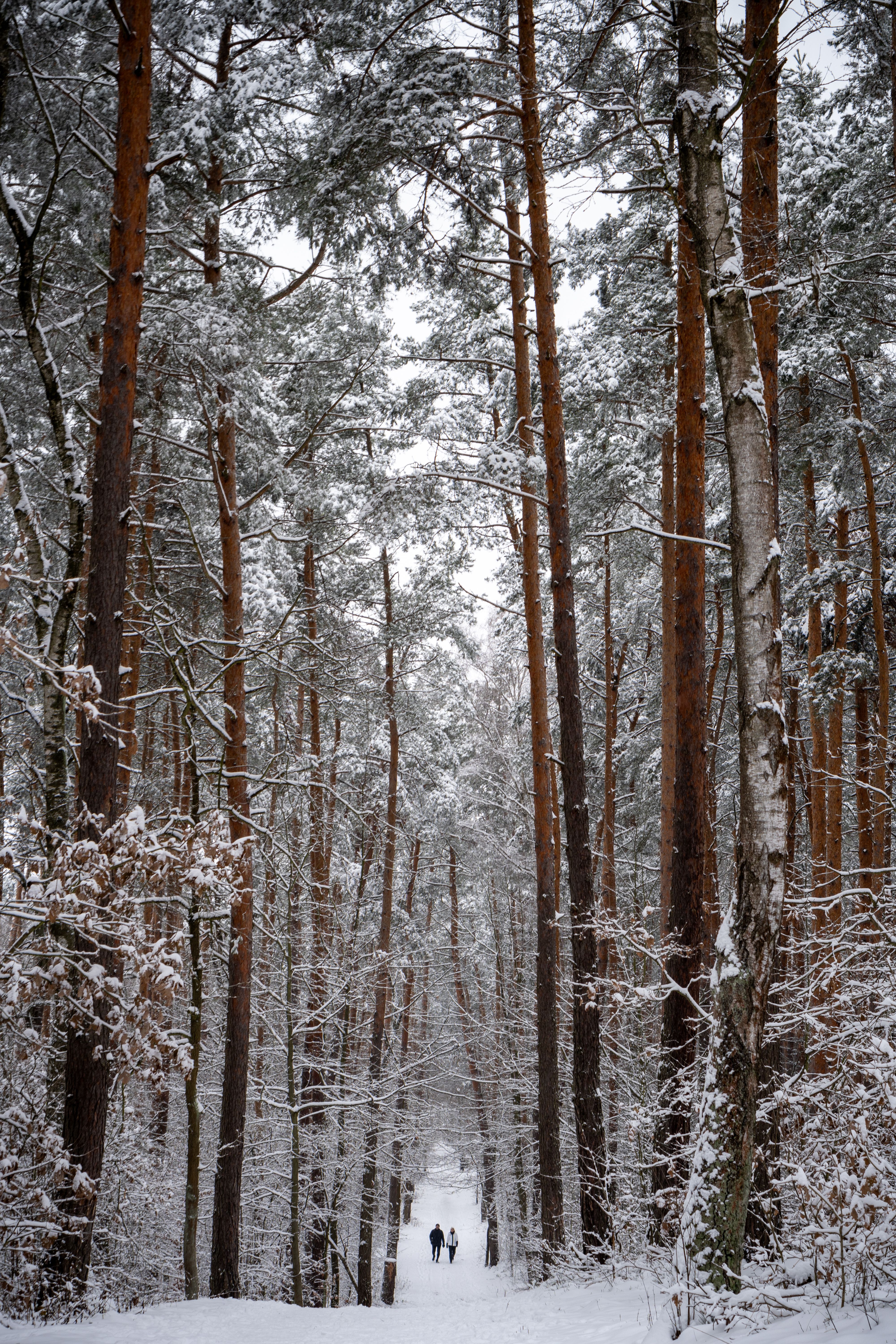 A person walking through a snowy forest · Free Stock Photo