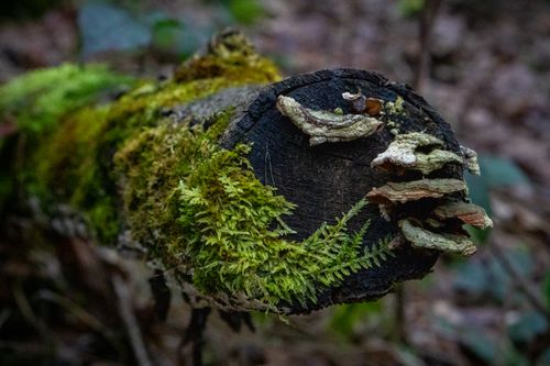 Free Detailed view of fungi and moss growing on a tree stump in Niepołomice forest. Stock Photo