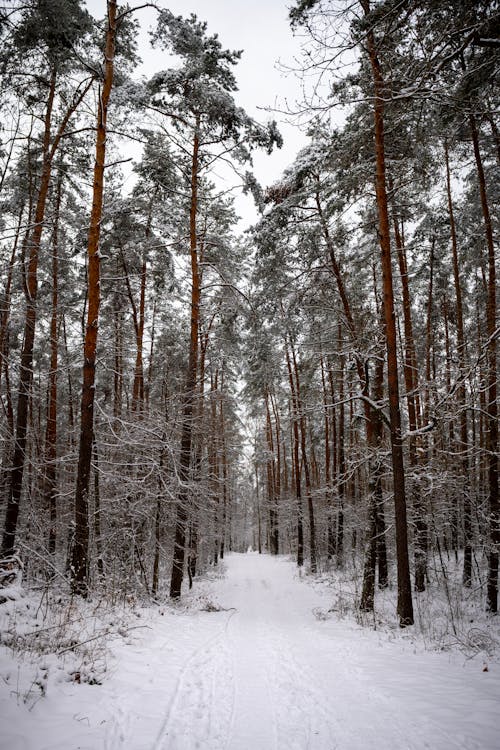 Základová fotografie zdarma na téma flóra, jehličnan, les