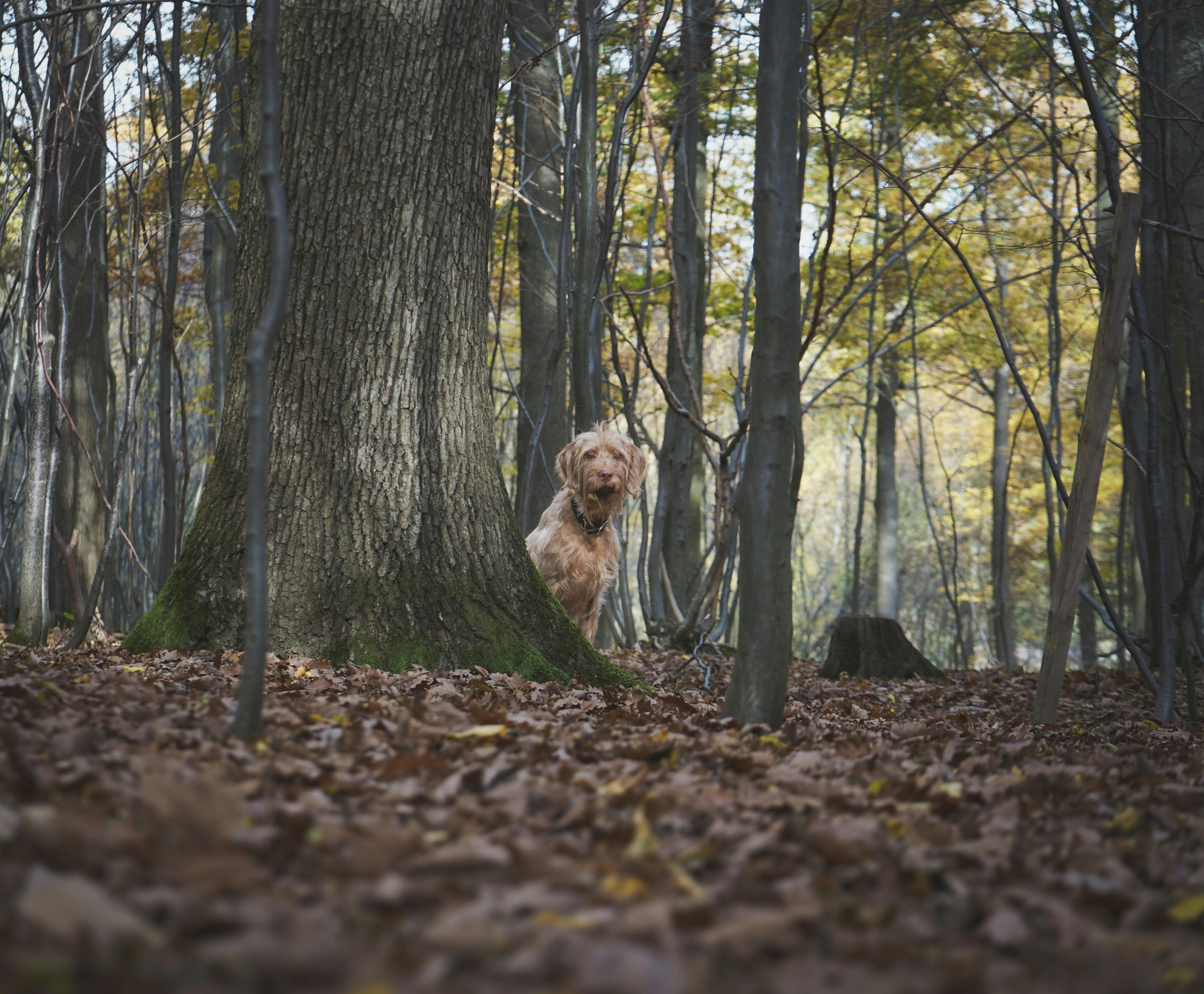 dog behind the tree