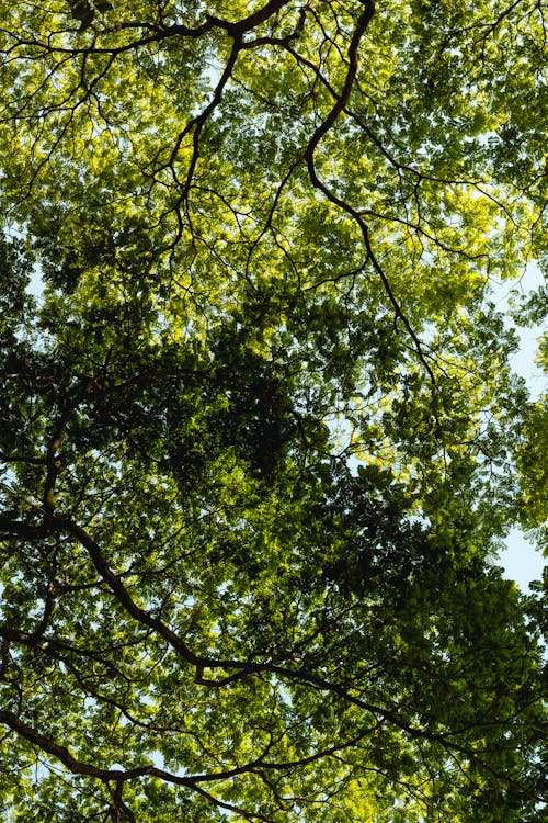 Green Leaves of Tree