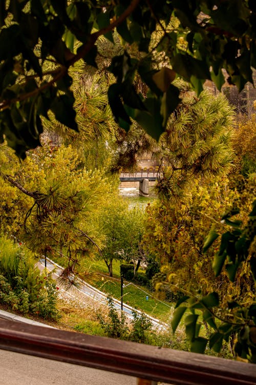 Foto d'estoc gratuïta de arbres, arbustos, barana