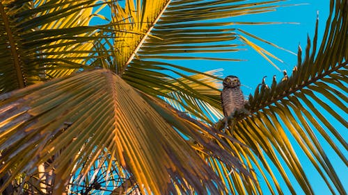 Owl Perching on the Palm Tree Branch 