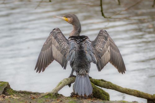Free A cormorant spreads its wings while perched by a tranquil lake. Stock Photo