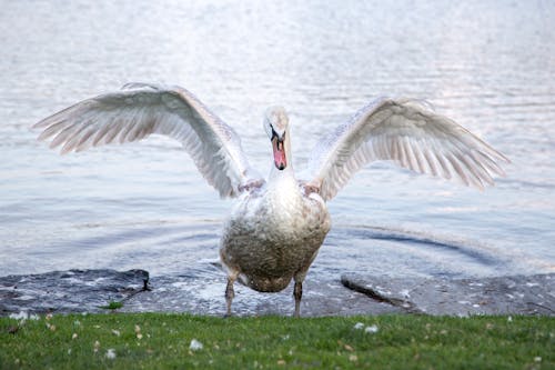 Kostnadsfri bild av djur, djurfotografi, fågel