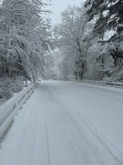 ağaçlar, dikey atış, kar içeren Ücretsiz stok fotoğraf