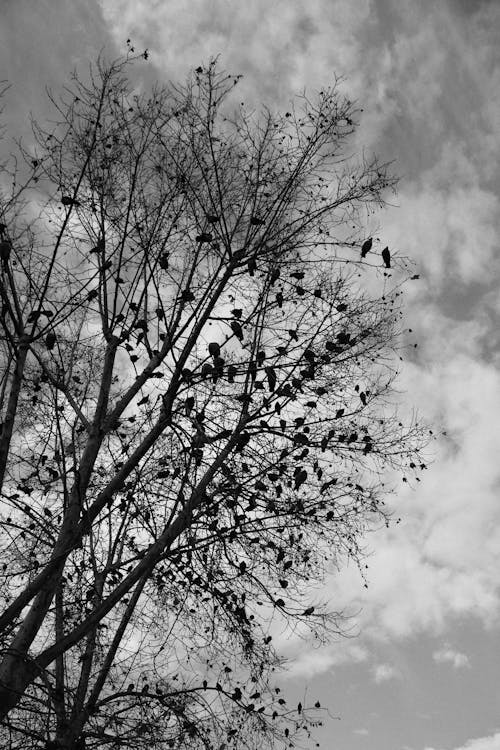 Fotobanka s bezplatnými fotkami na tému čierny a biely, divočina, holý strom