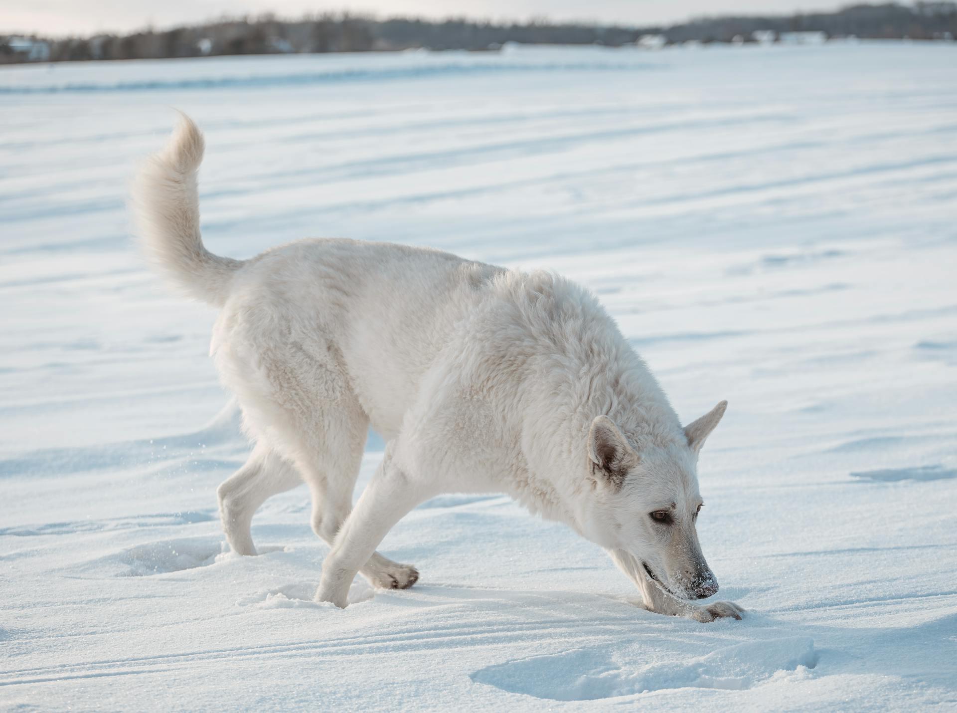 witte Zwitserse herdershond speelt in de sneeuw op het veld in de winter