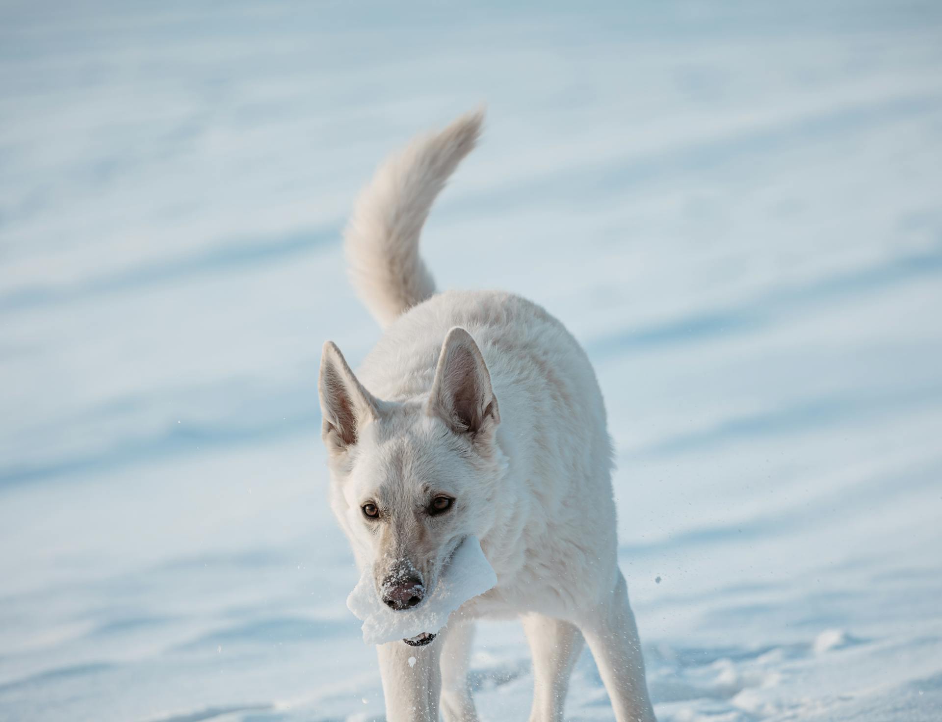 white Swiss shepherd dog plays in snow on field in winter