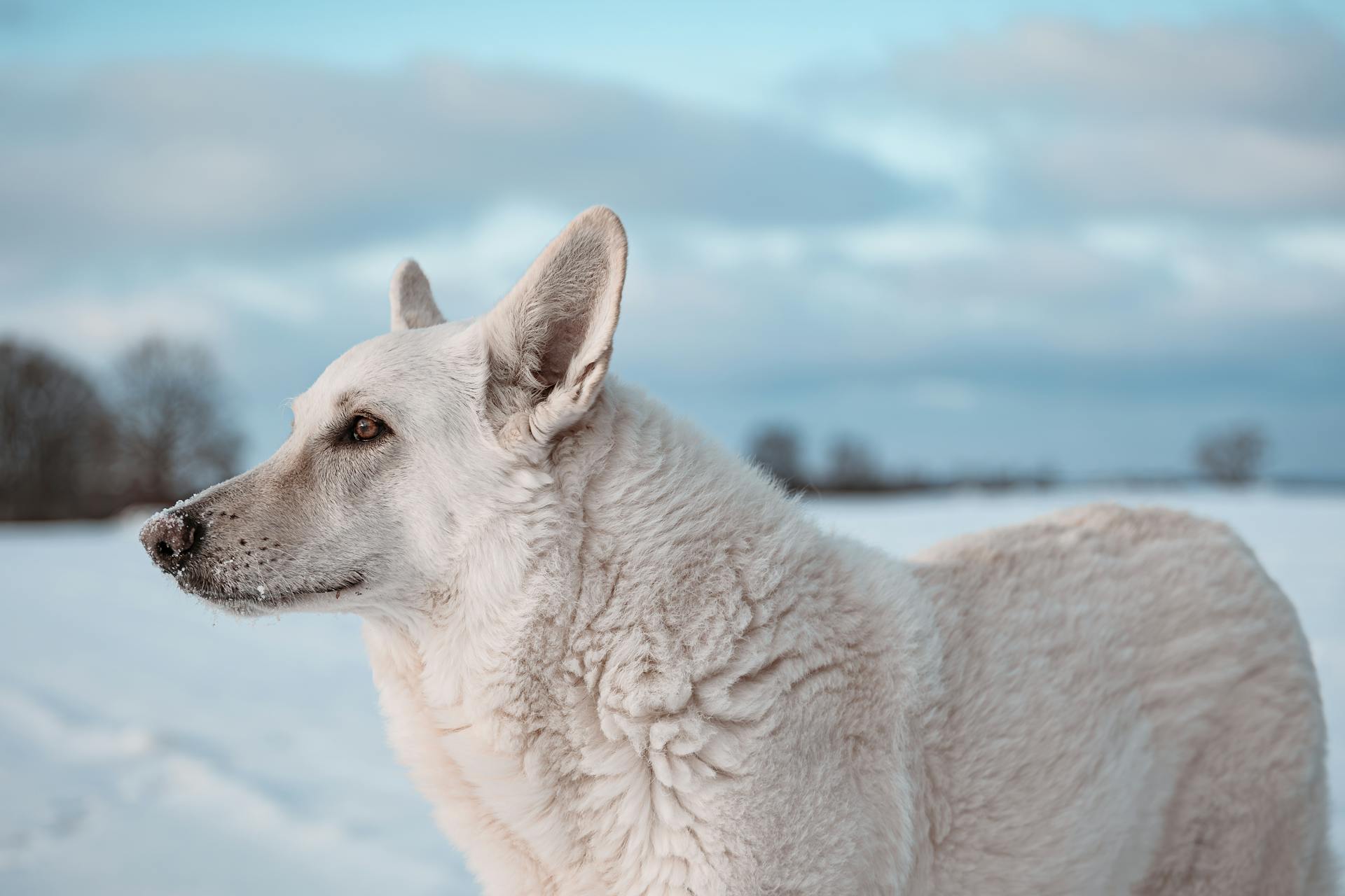 white Swiss shepherd dog plays in snow on field in winter