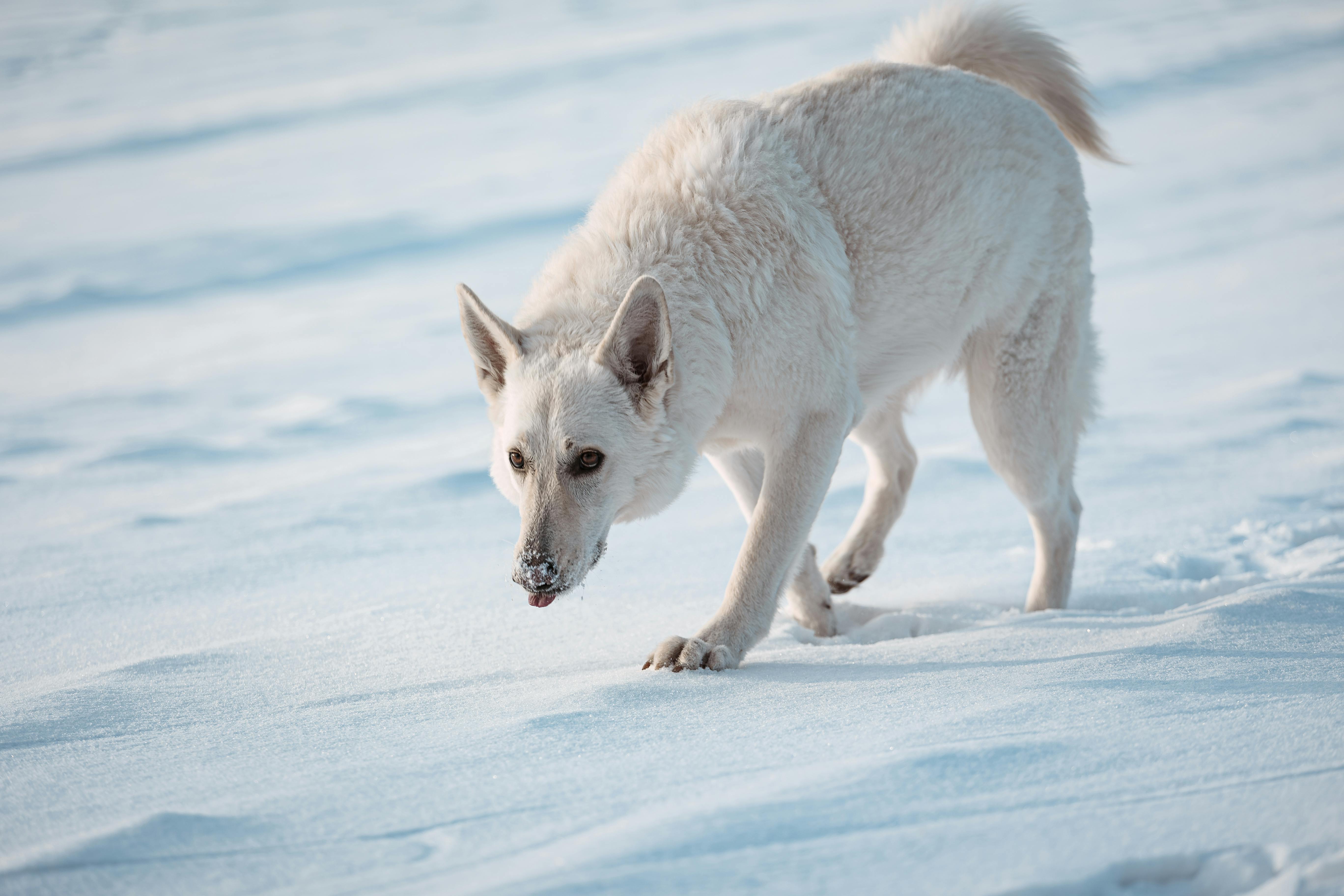 white Swiss shepherd dog plays in snow on field in winter