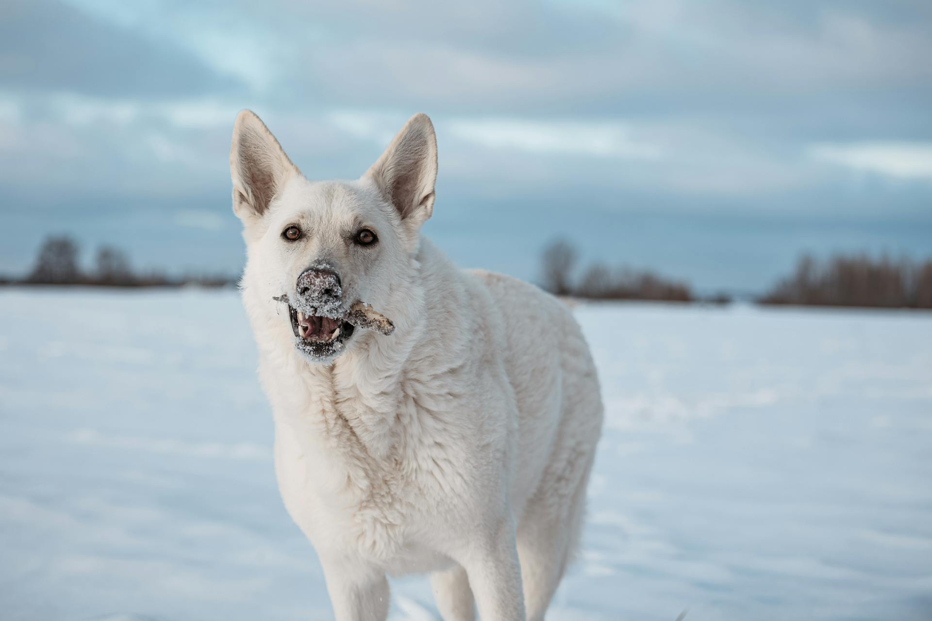 vit schweizisk herdehund leker i snö på fältet på vintern