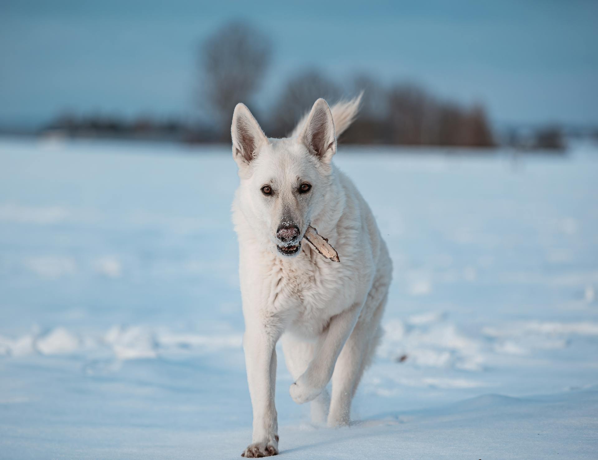 white Swiss shepherd dog plays in snow on field in winter