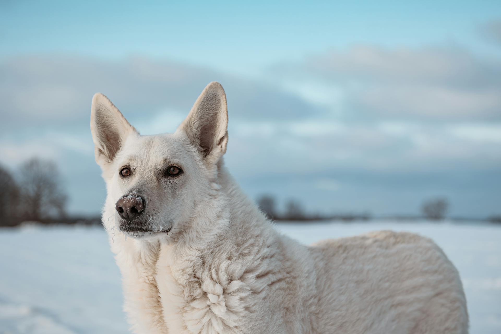 white Swiss shepherd dog plays in snow on field in winter